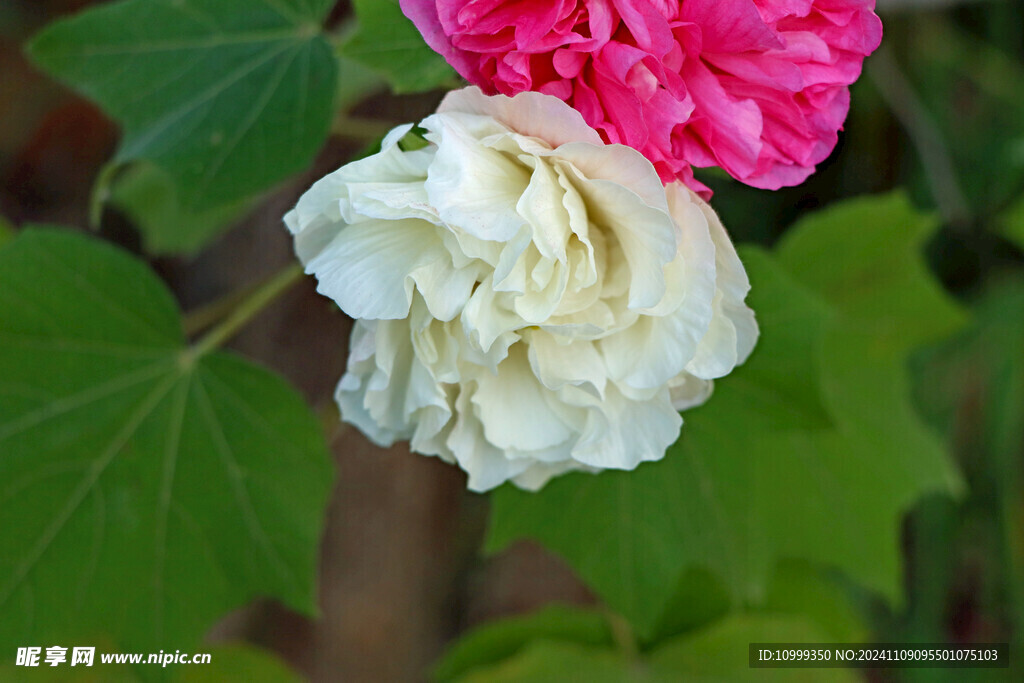 白色木芙蓉花