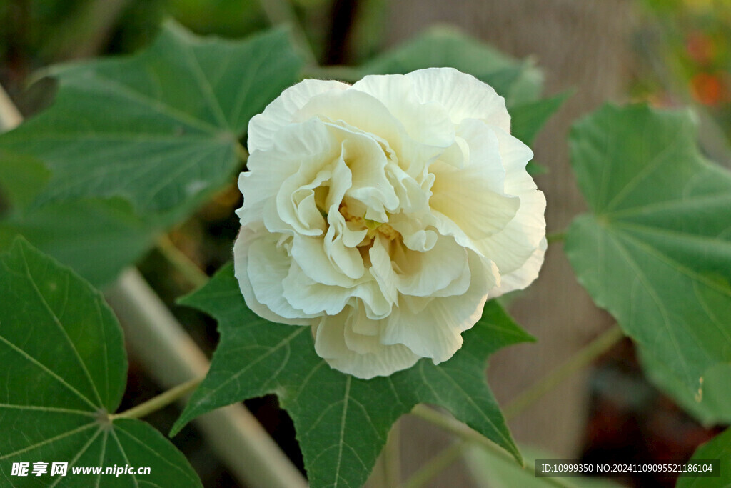 白色木芙蓉花