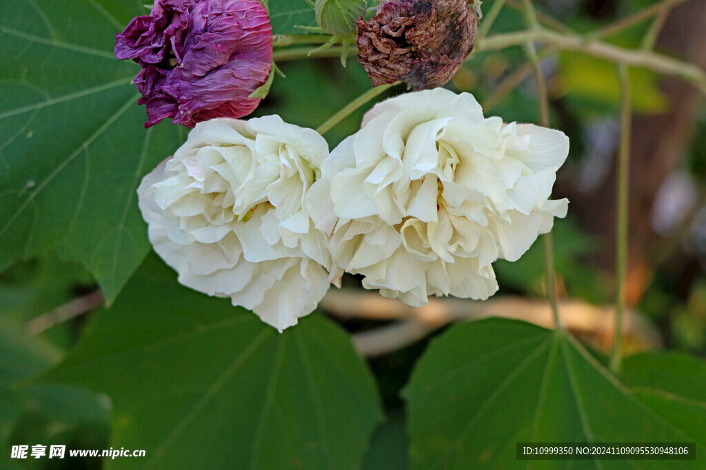 白色木芙蓉花