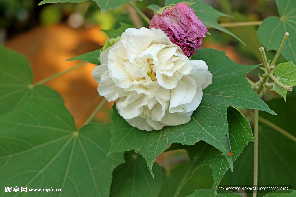 白色木芙蓉花