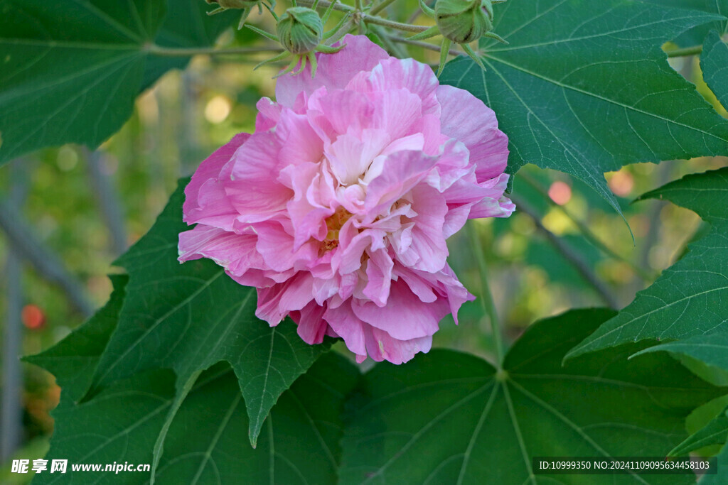 粉色木芙蓉花