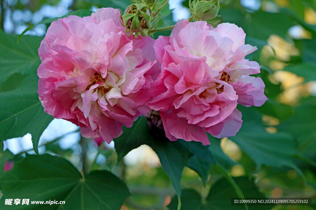 粉色木芙蓉花