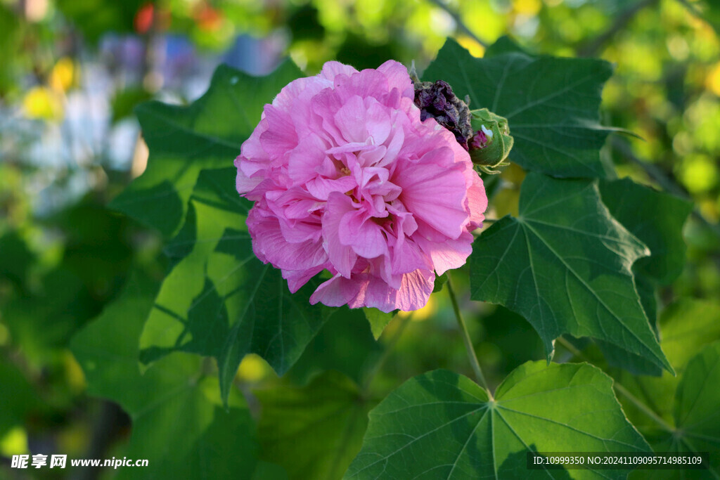 粉色木芙蓉花