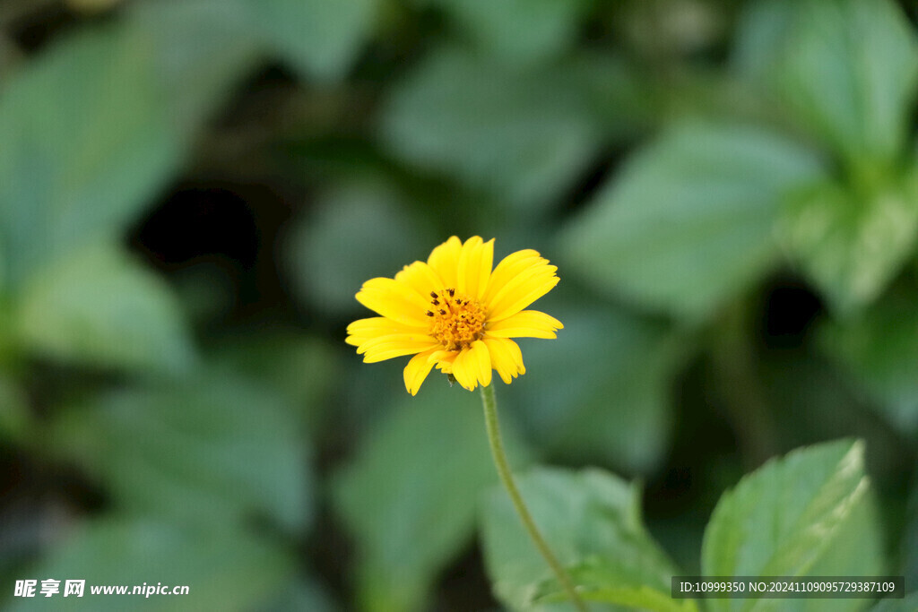 黄色野菊花