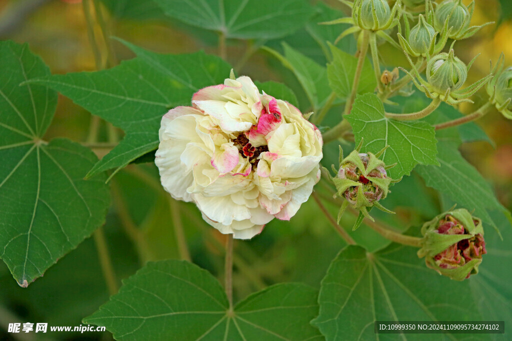 白色木芙蓉花