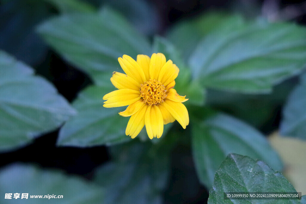 黄色野菊花