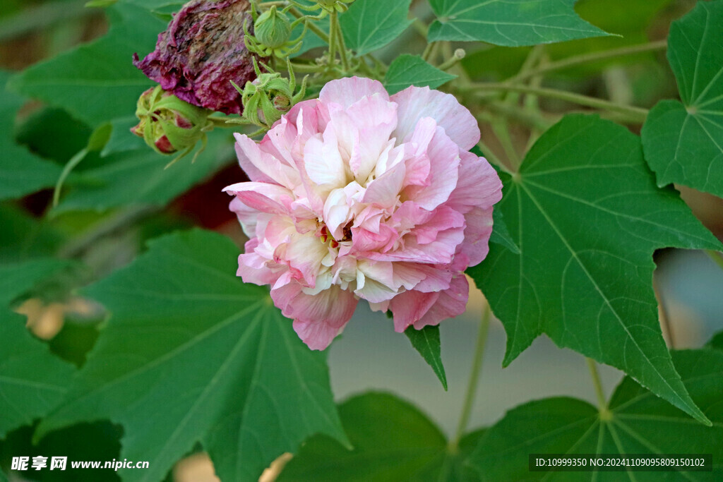 粉色木芙蓉花