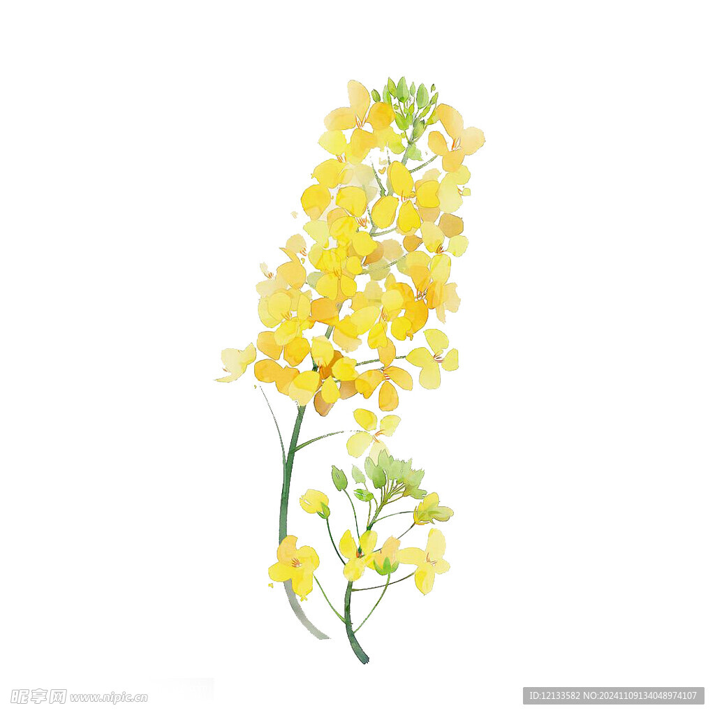 油菜花小图