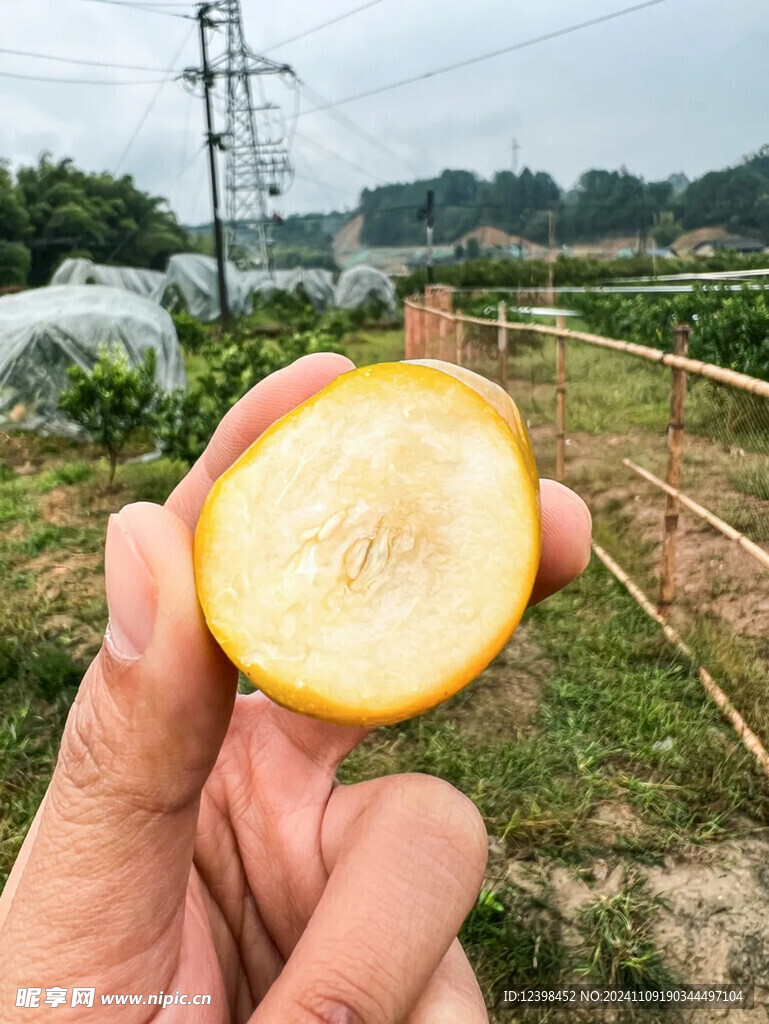 金桔