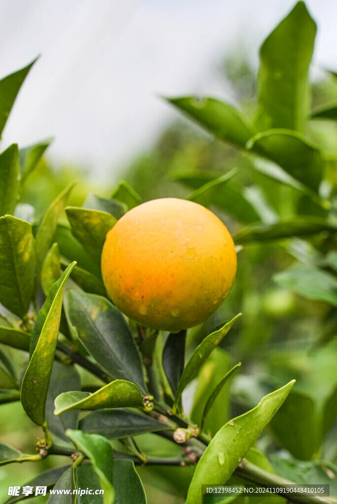 金桔
