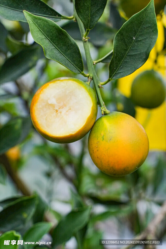金桔