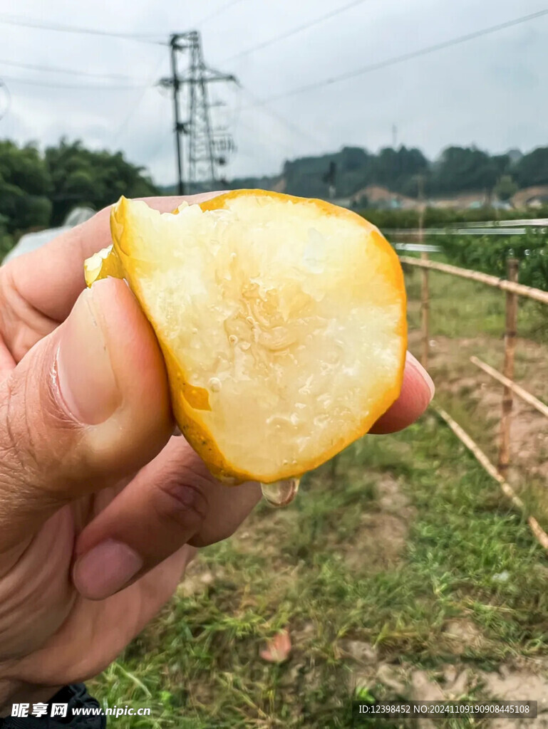 金桔