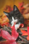 小猫
