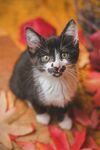 小猫