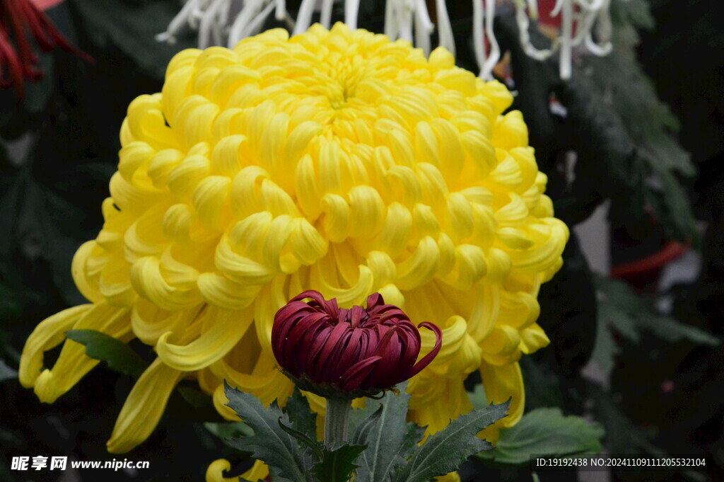 菊花  