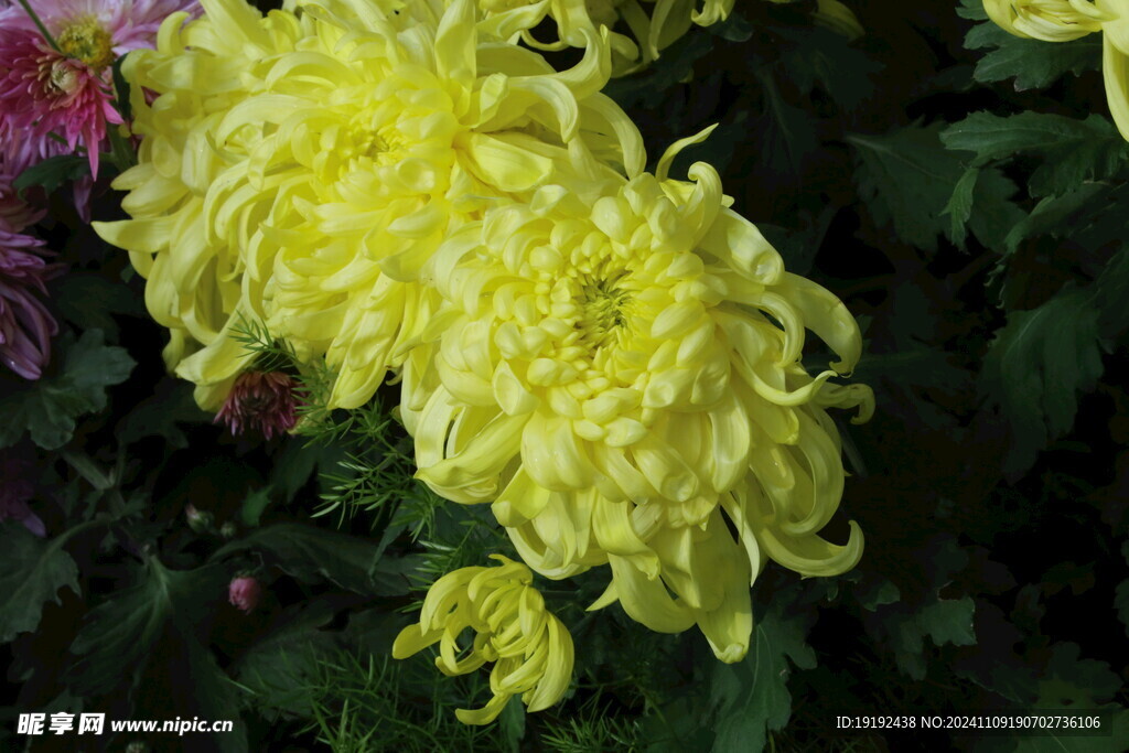 菊花 