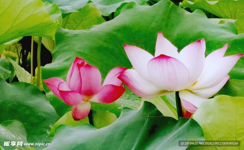 荷花 