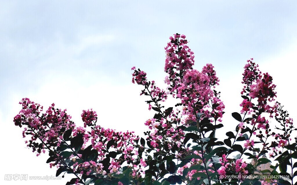 紫薇花 