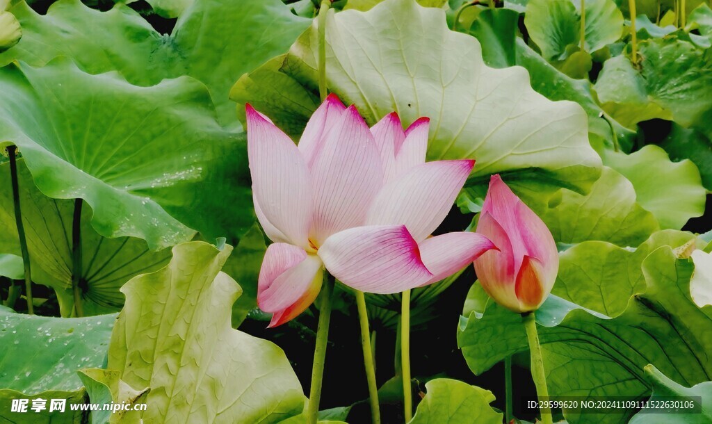 荷花  