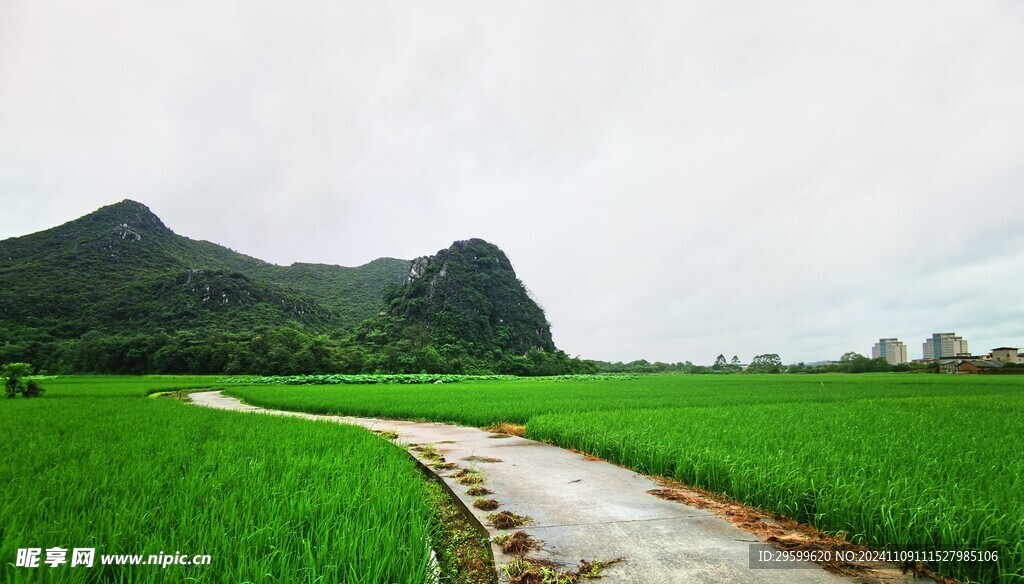 稻田  