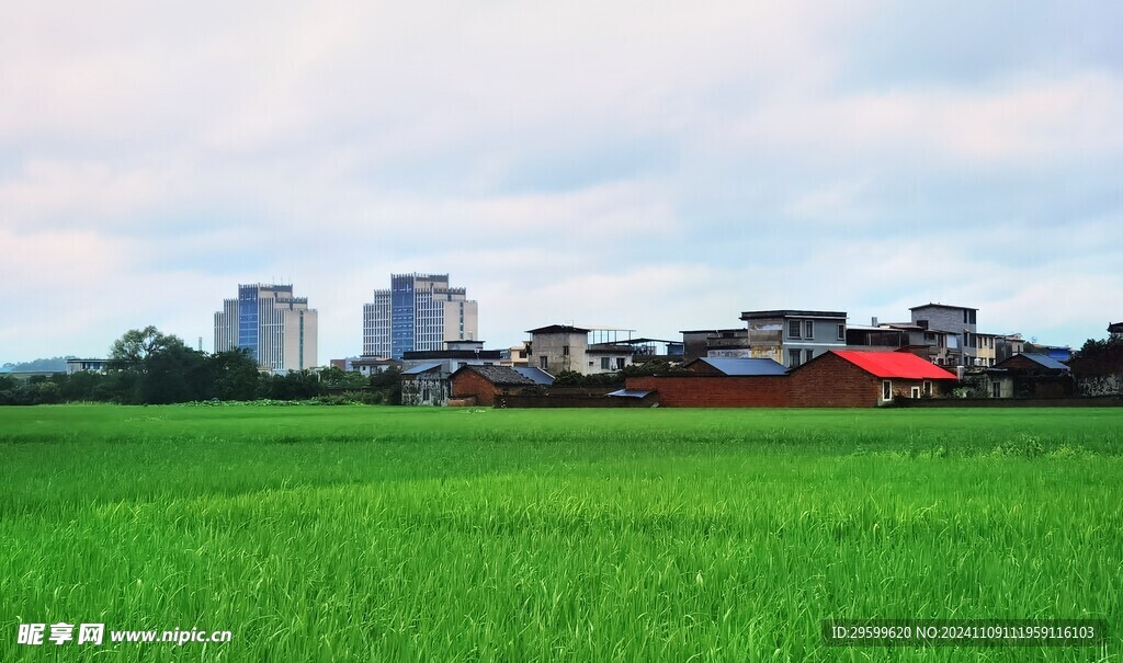 稻田  