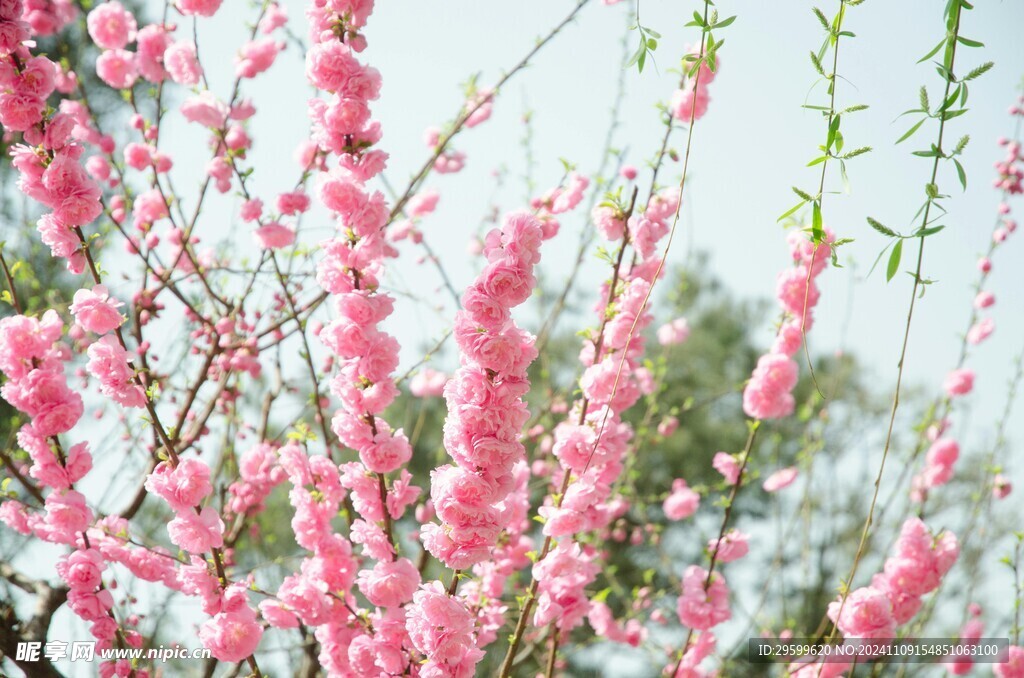 桃花  