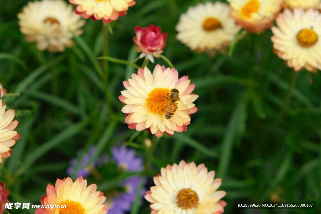 麦秆菊 