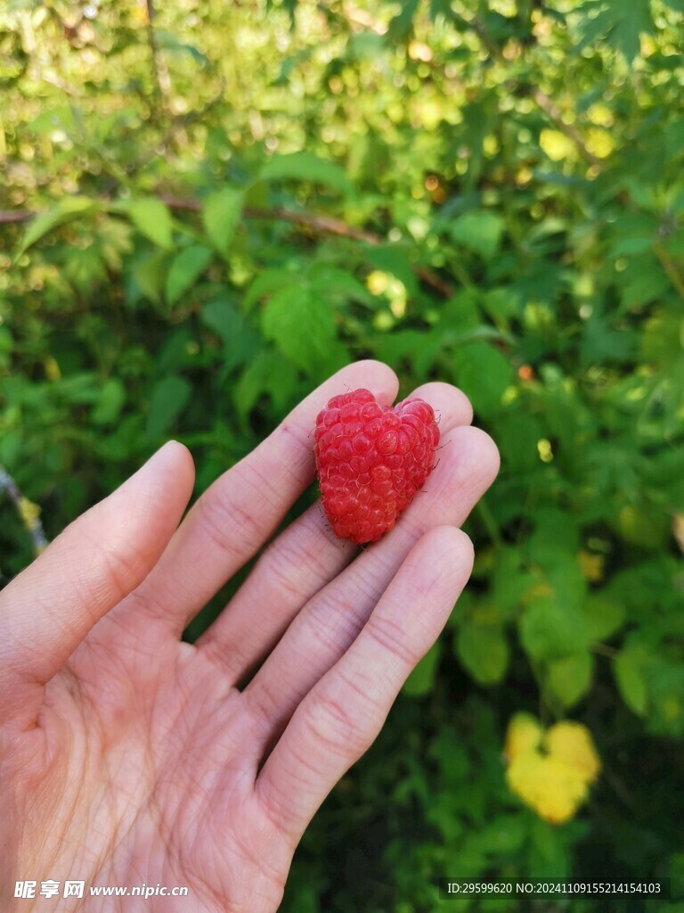 覆盆子 