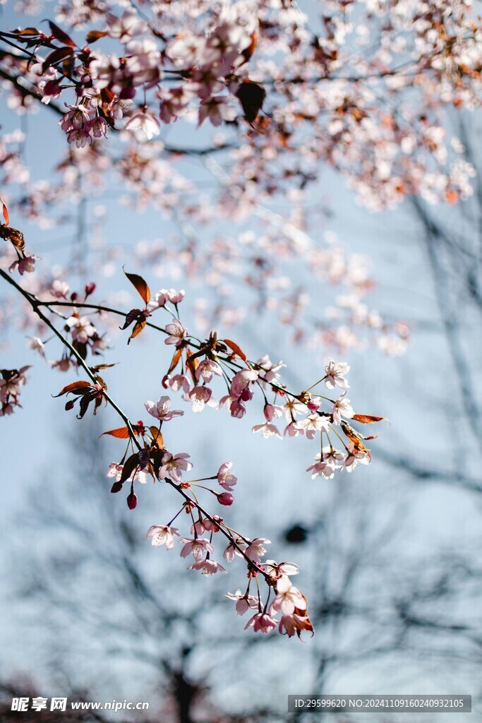 桃花  