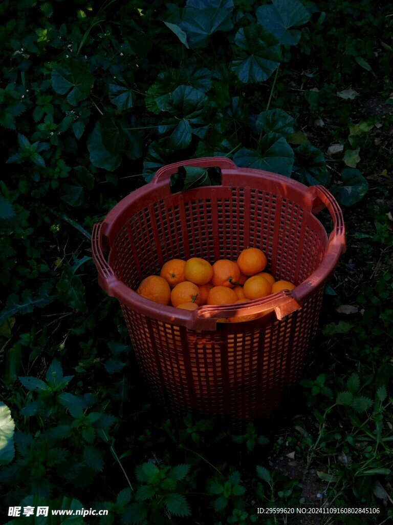 橘子 