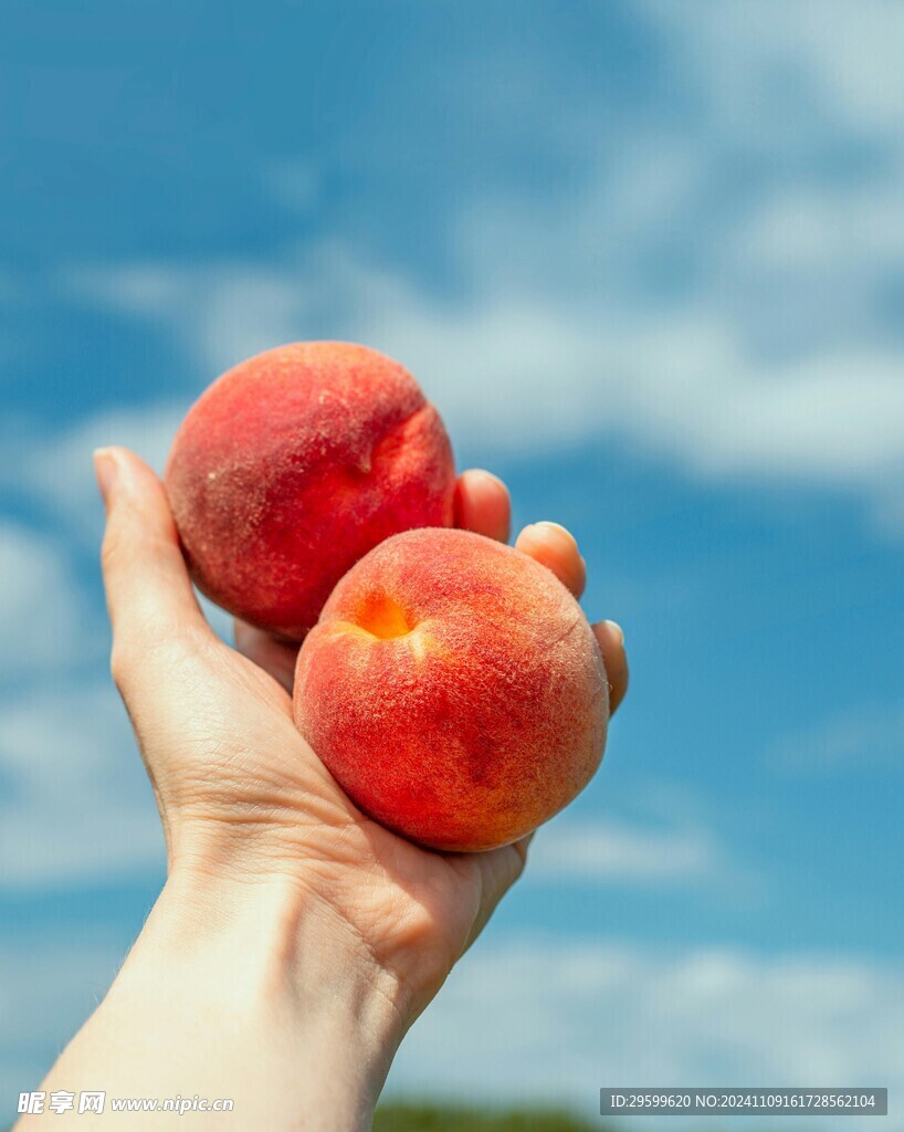 桃子  
