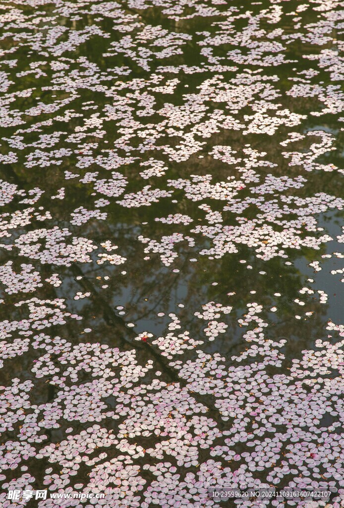 樱花 花瓣