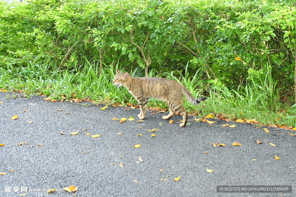 公园里的小花猫