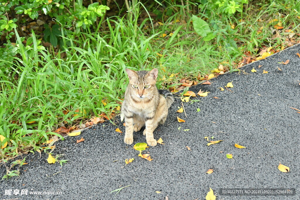 小花猫