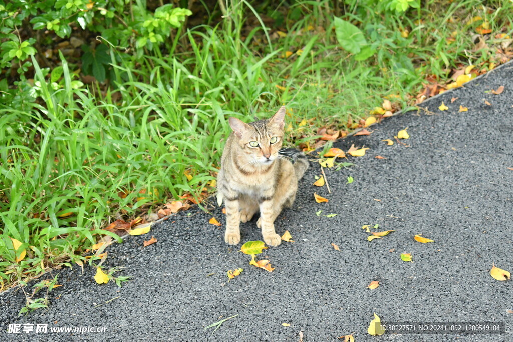 小猫