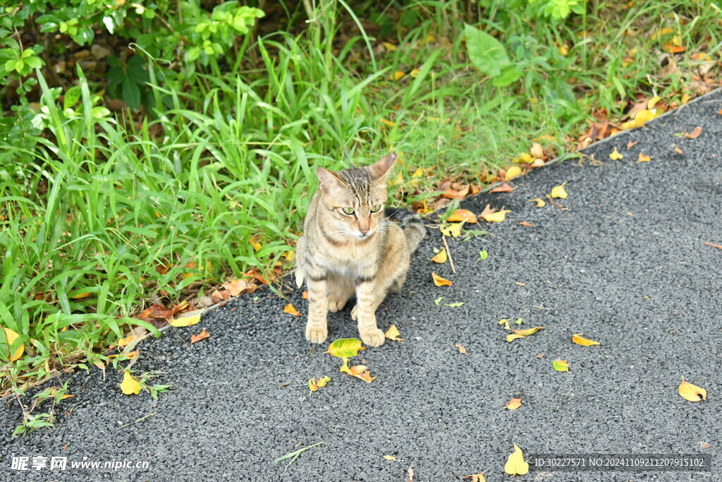 小花猫