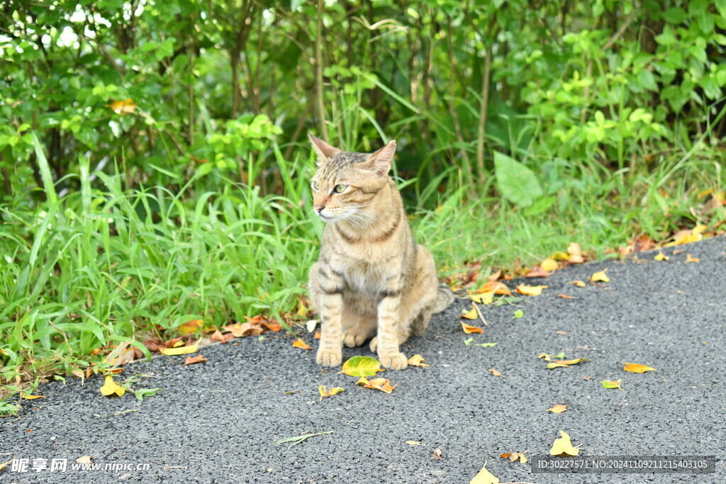 花猫