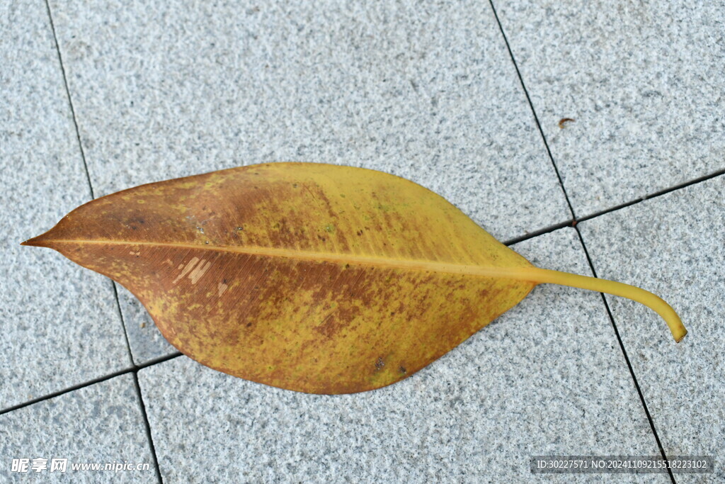 黄叶