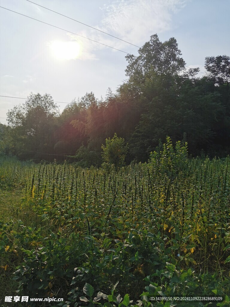 芝麻