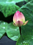 雨露滋润的粉色荷花花苞