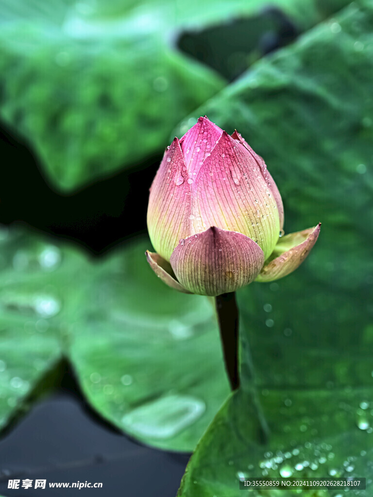 雨露滋润的粉色荷花花苞