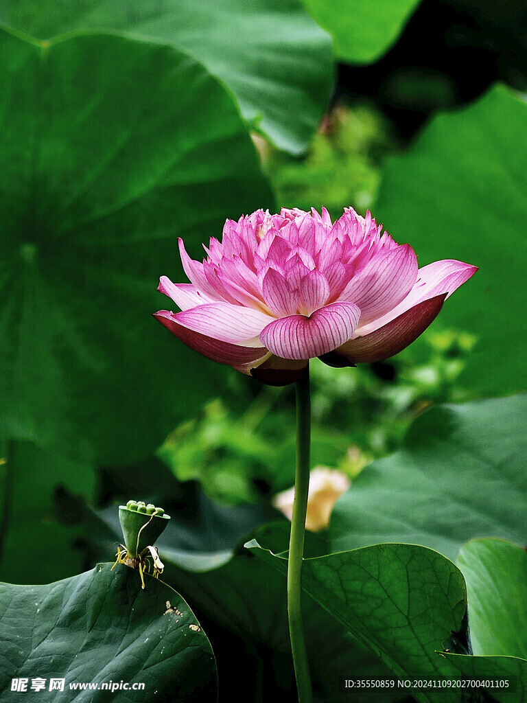 阳光下粉嫩荷花盛放