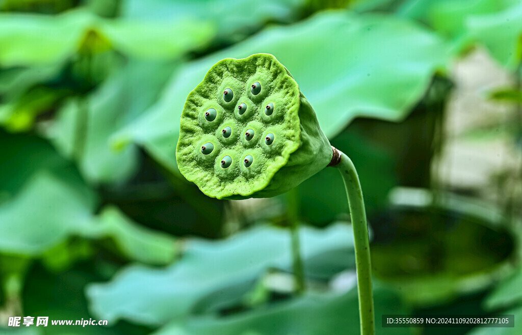 阳光下莲蓬的美丽姿态特写