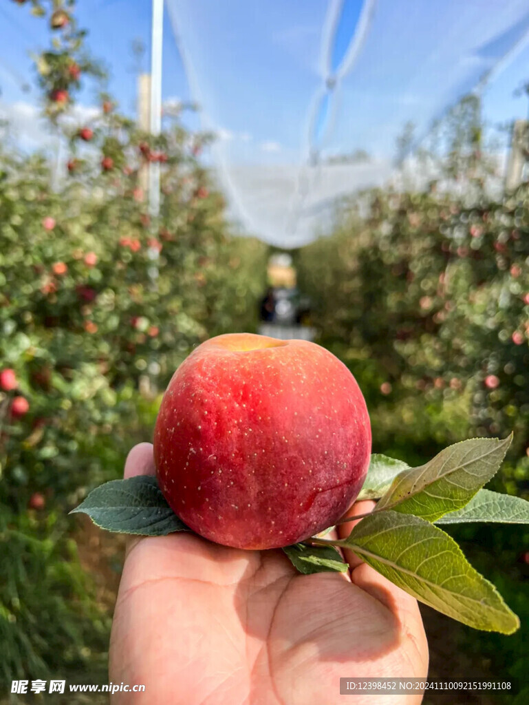 苹果