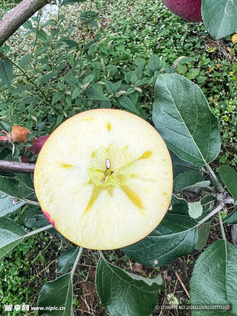 苹果
