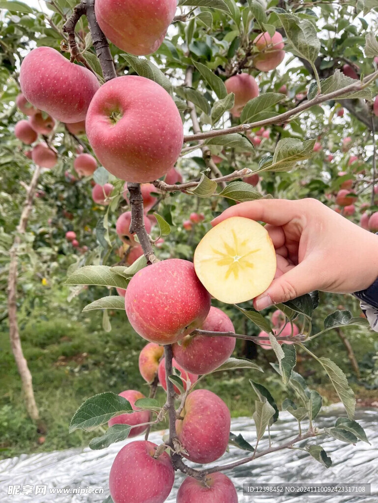 苹果
