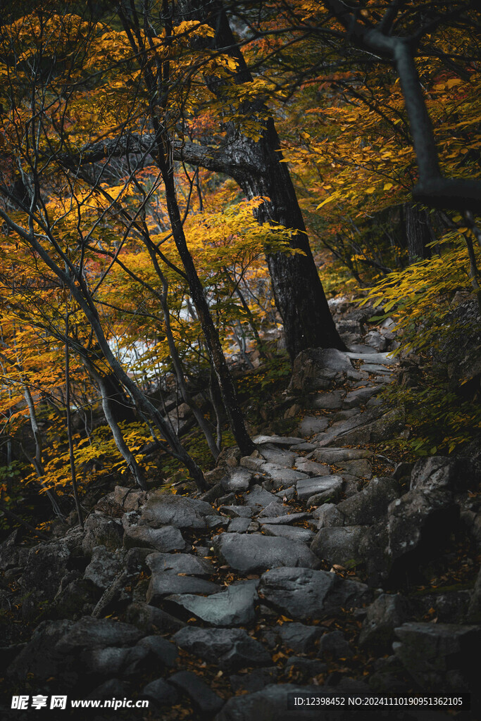 秋天的森林美景