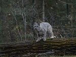 山猫