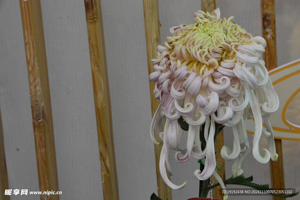 菊花  