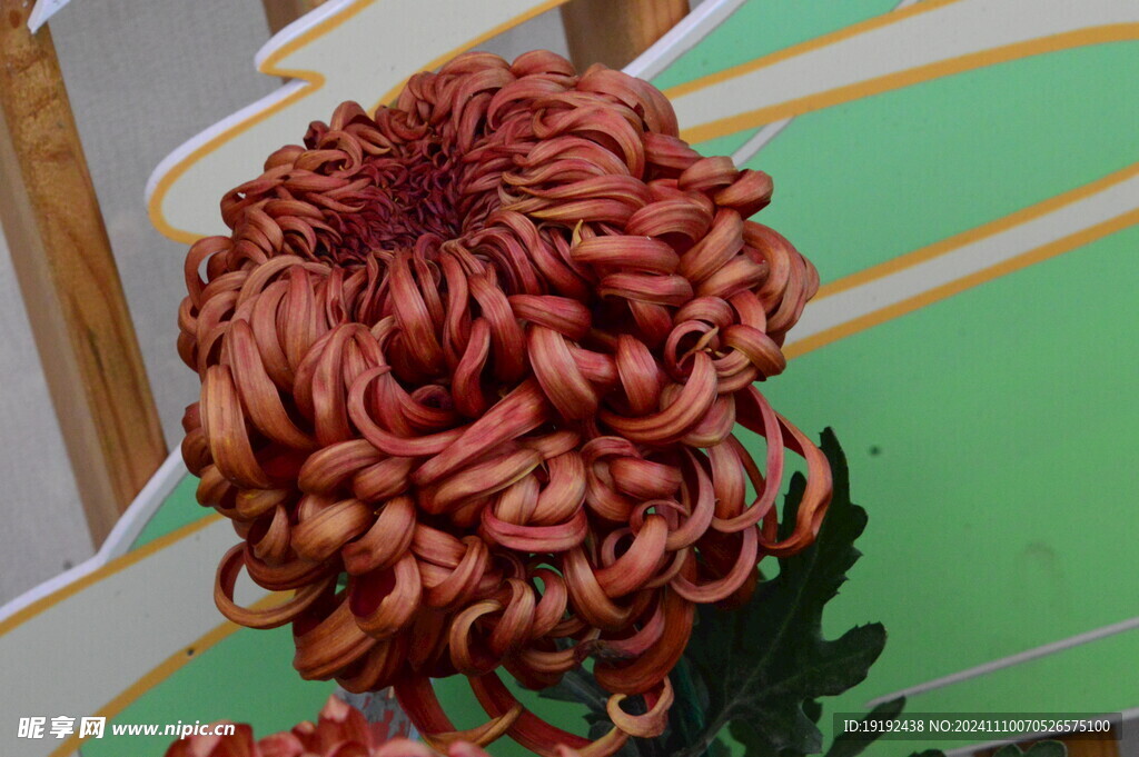 菊花  